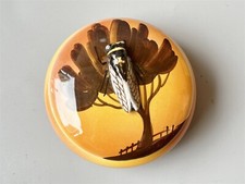 ANTIQUE ACAIA BEETLE BUG